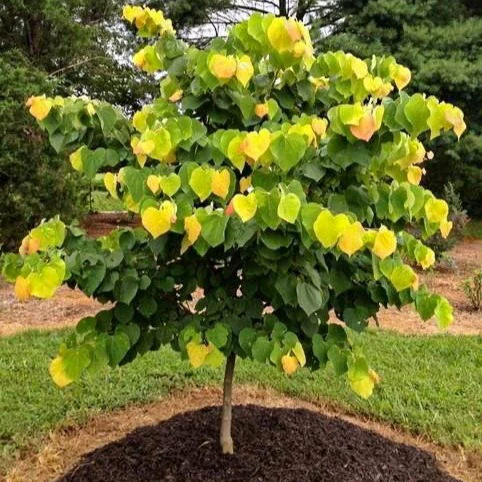 Rising Sun Redbud - Image 3