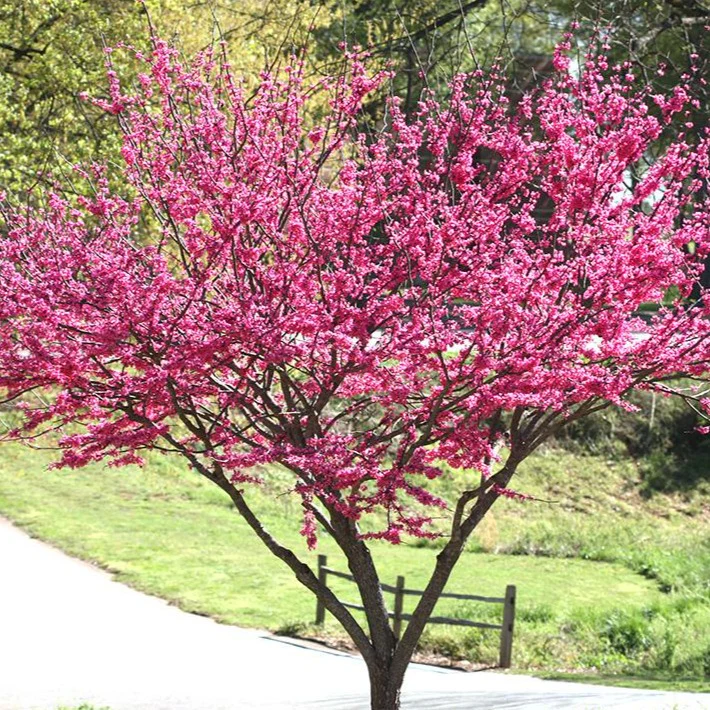 Rising Sun Redbud - Image 4