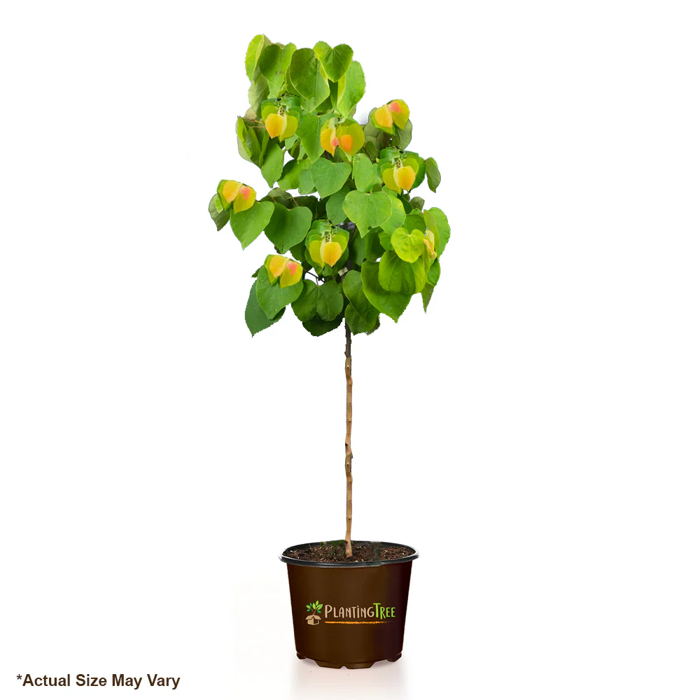 Rising Sun Redbud - Image 6