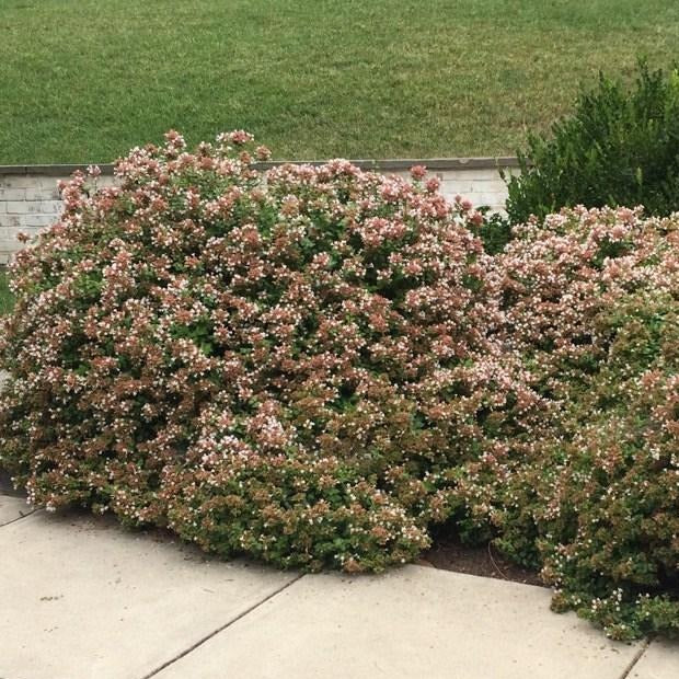 Rose Creek Abelia - Image 2