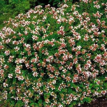 Rose Creek Abelia - Image 3