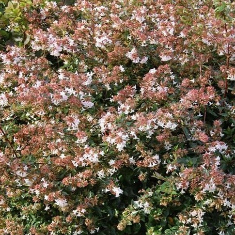 Rose Creek Abelia - Image 4