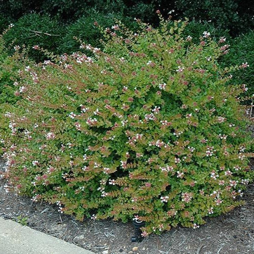 Rose Creek Abelia - Image 5