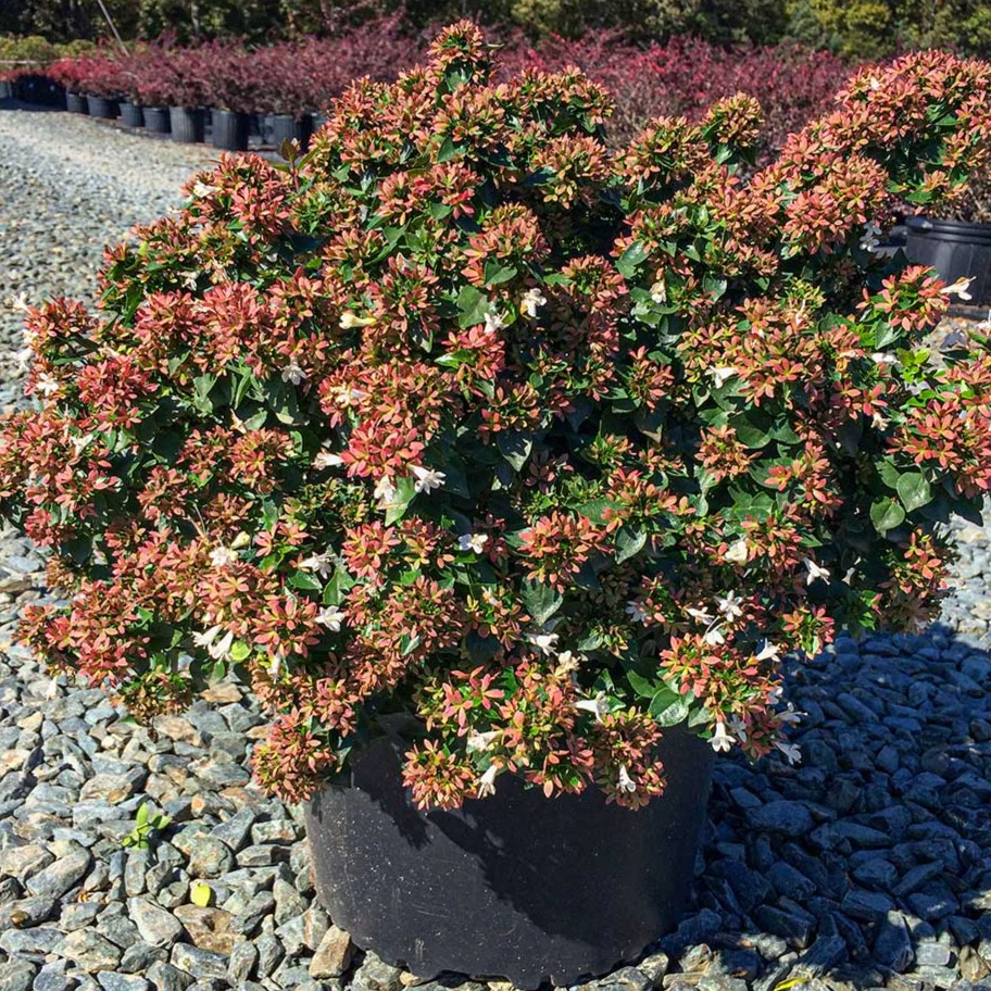 Rose Creek Abelia - Image 6