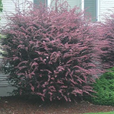 Rose Glow Barberry - Image 2