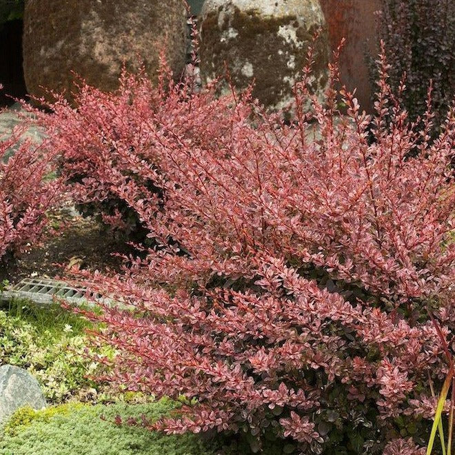 Rose Glow Barberry - Image 3