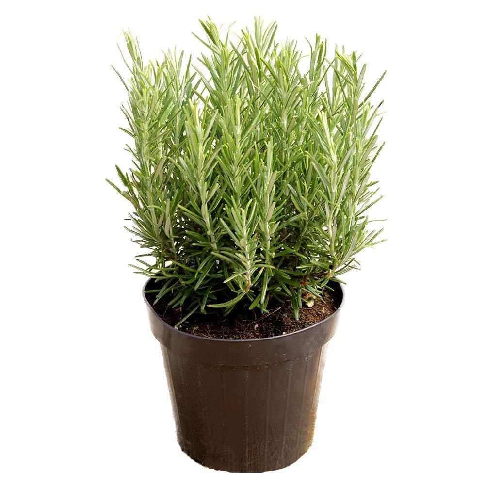 Rosemary Plant - Image 3