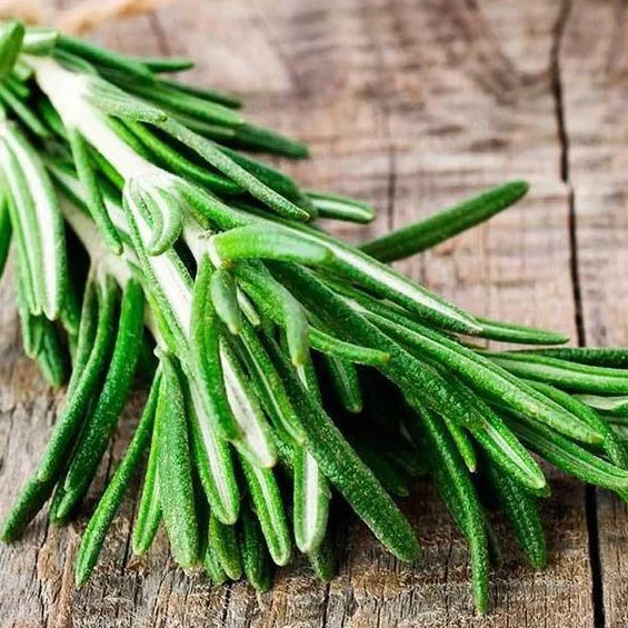 Rosemary Plant - Image 5