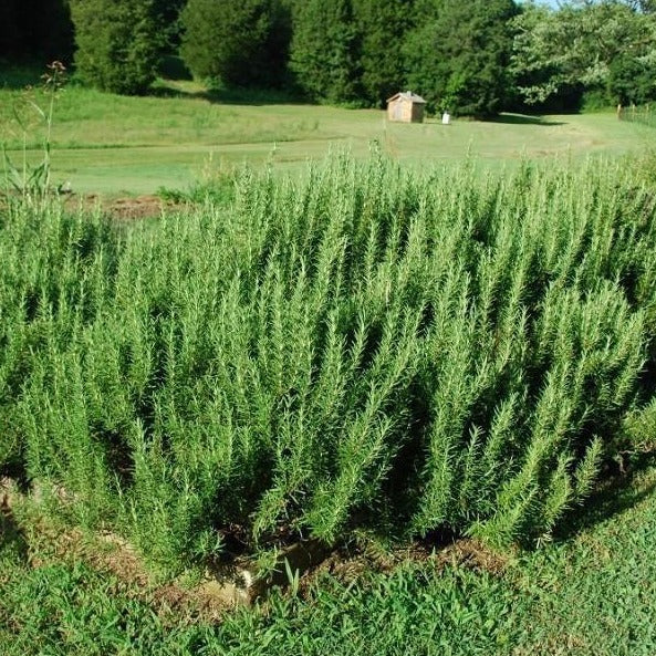 Rosemary Plant - Image 6