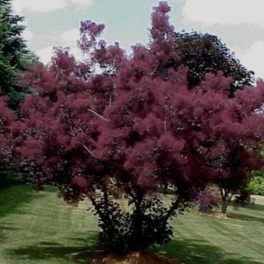 Royal Purple Smoke Tree - Image 3