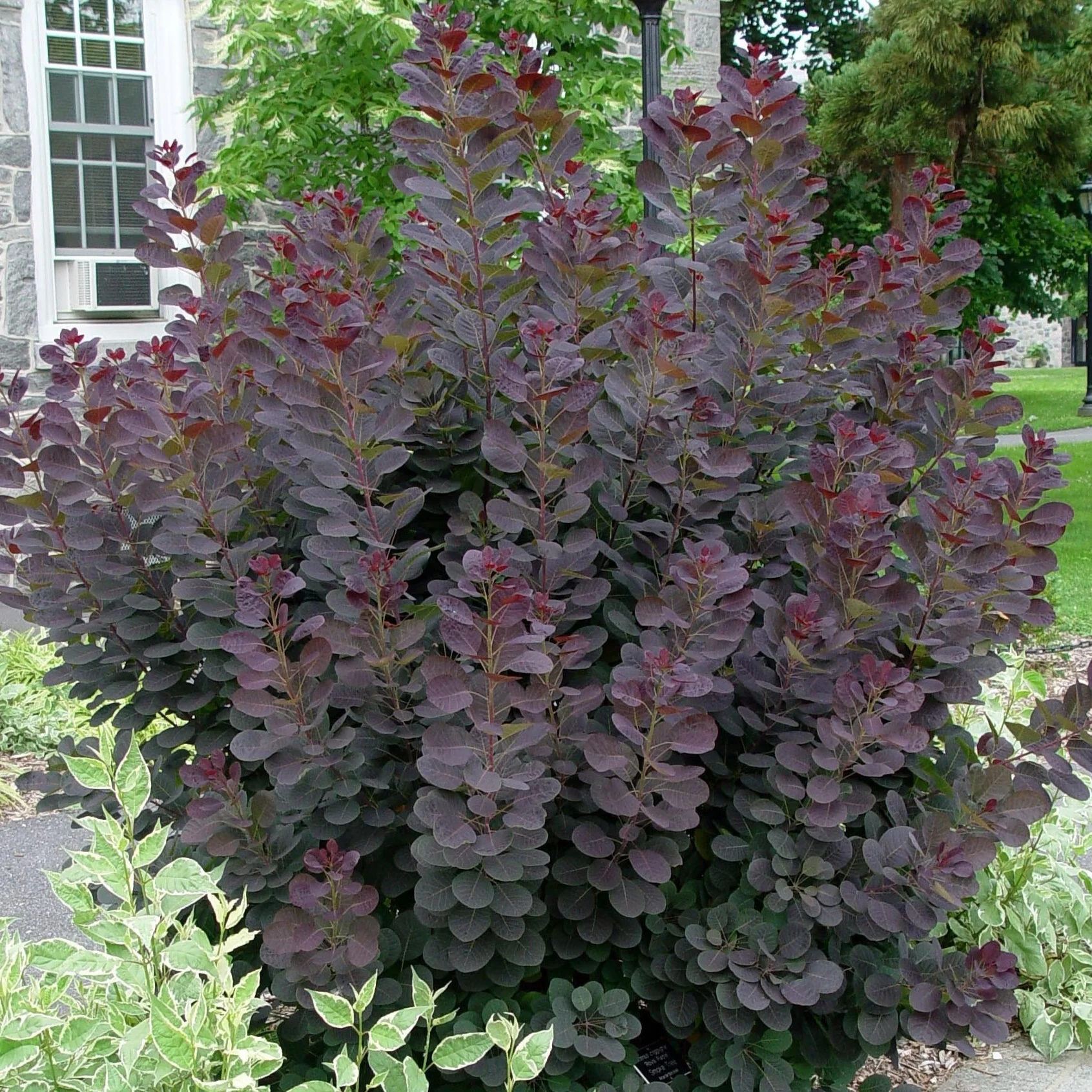 Royal Purple Smoke Tree - Image 4