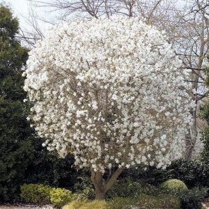 Royal Star Magnolia - Image 3