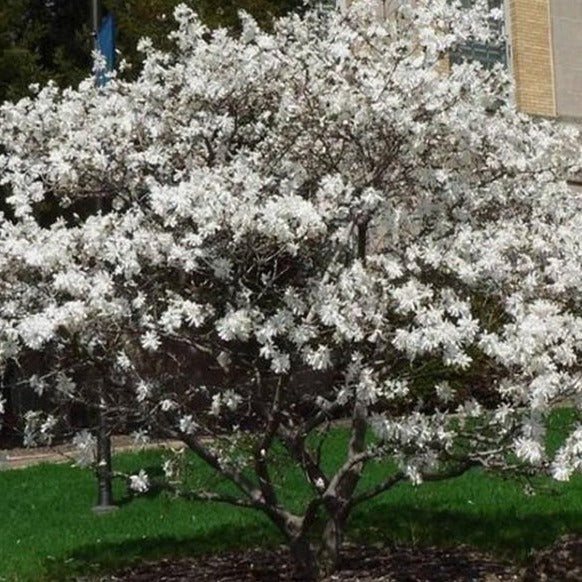 Royal Star Magnolia - Image 5