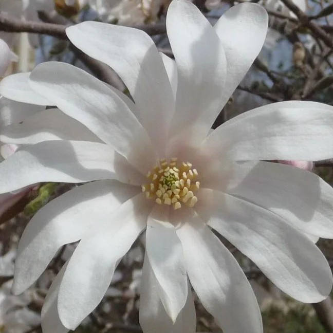 Royal Star Magnolia - Image 6