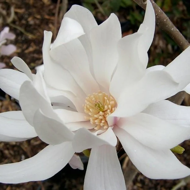 Royal Star Magnolia - Image 7