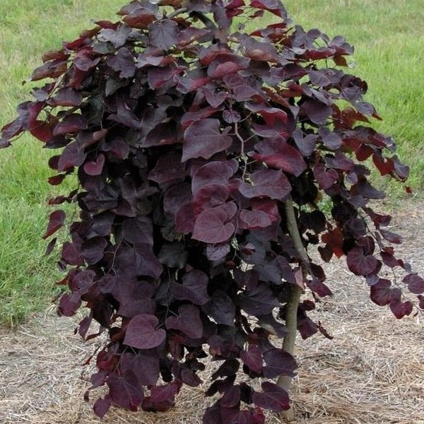 Ruby Falls Redbud