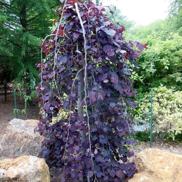 Ruby Falls Redbud - Image 2