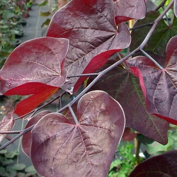 Ruby Falls Redbud - Image 6