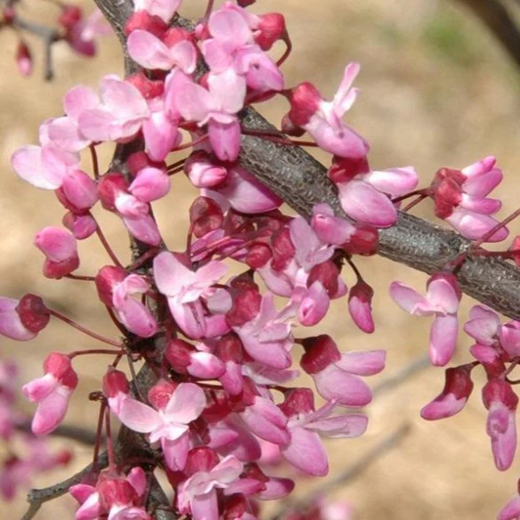 Ruby Falls Redbud - Image 7