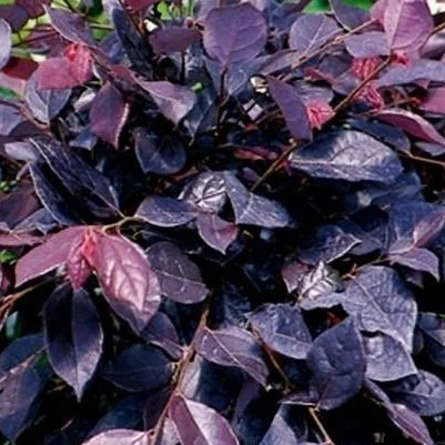 Ruby Loropetalum - Image 3