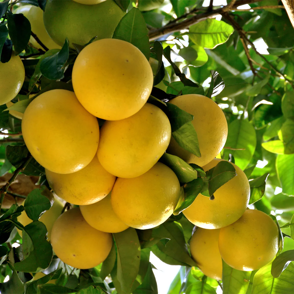 Ruby Red Grapefruit Tree