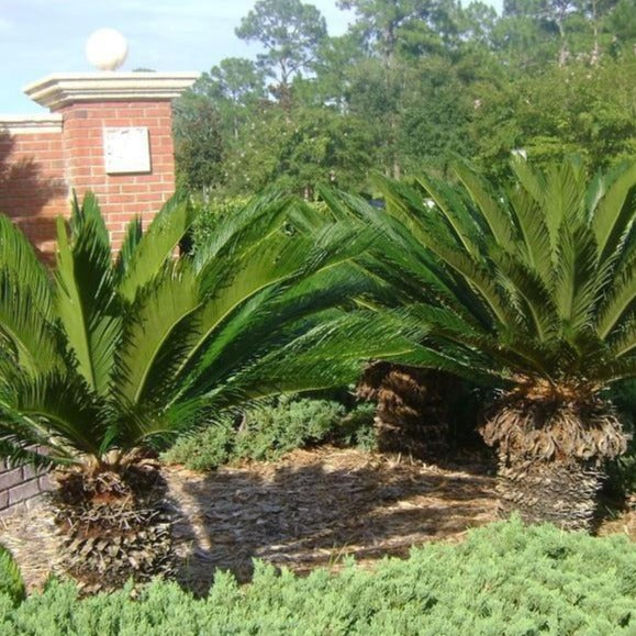 Sago Palm Tree - Image 3