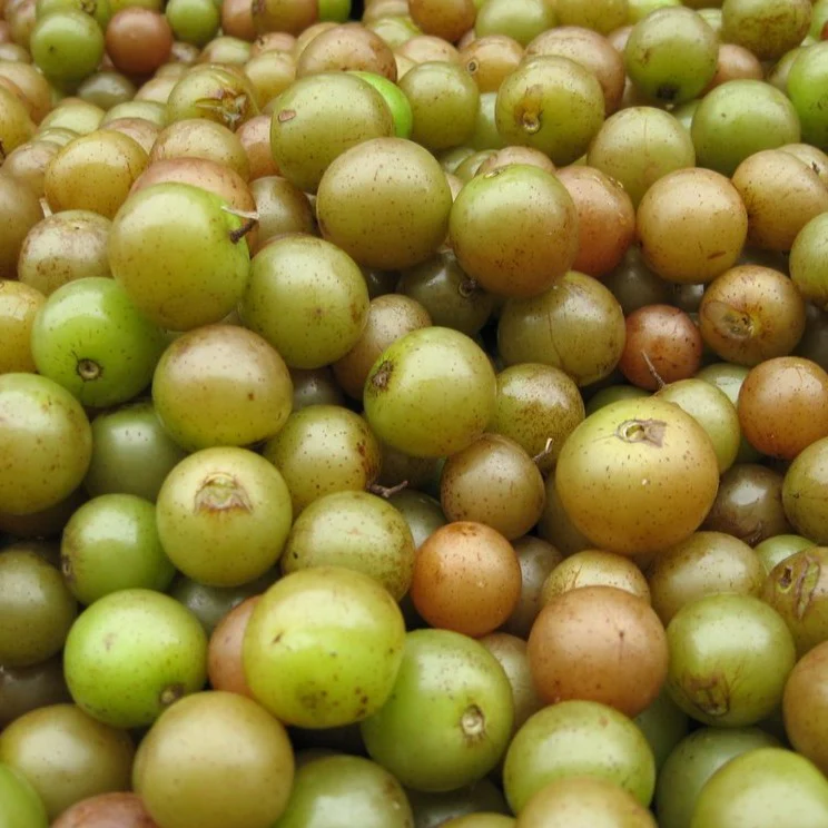 Scuppernong Grape Vine - Image 3