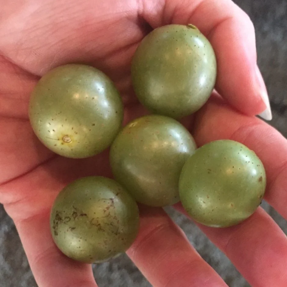 Scuppernong Grape Vine - Image 4