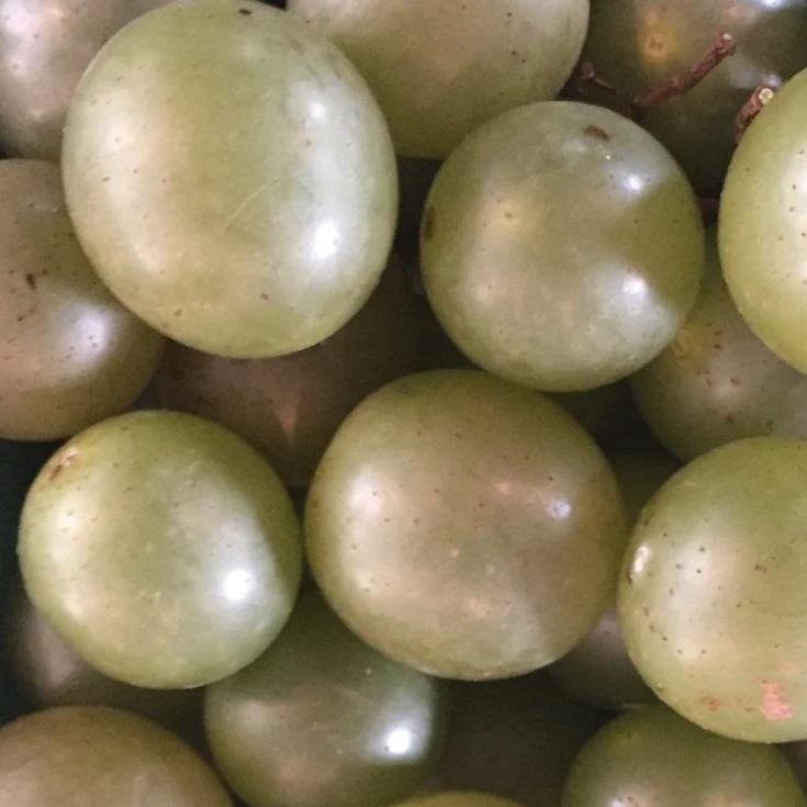 Scuppernong Grape Vine - Image 5