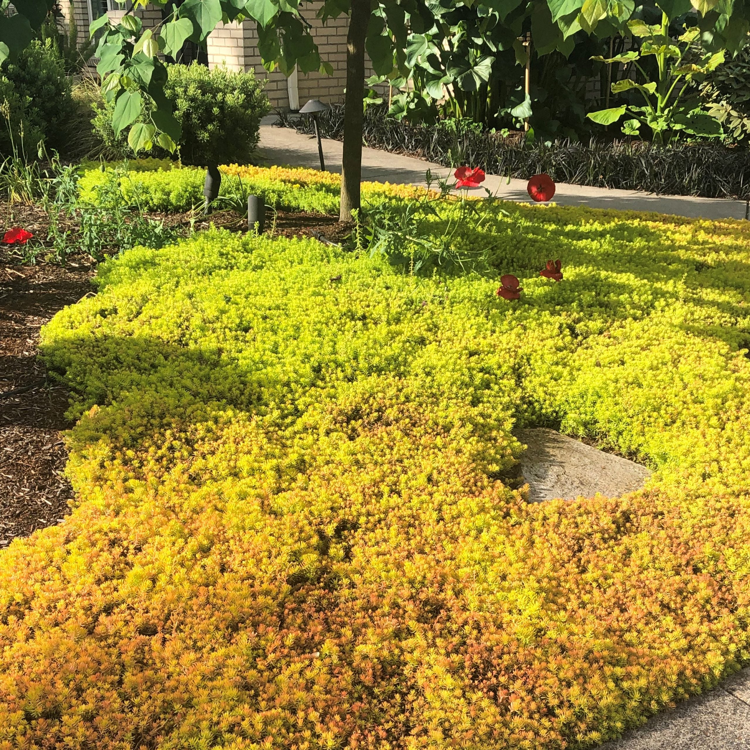 Sedum Angelina - Image 2
