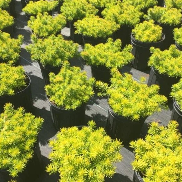 Sedum Angelina - Image 3