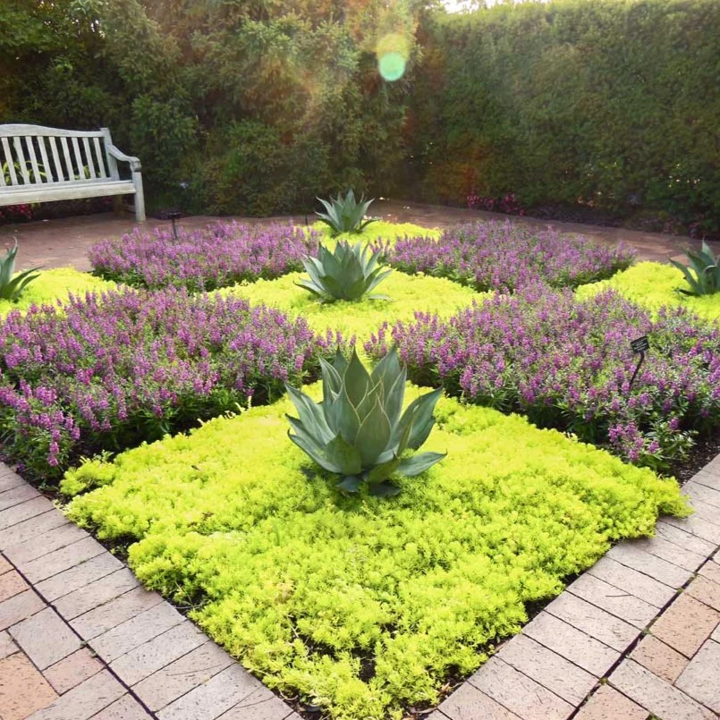 Sedum Angelina - Image 4