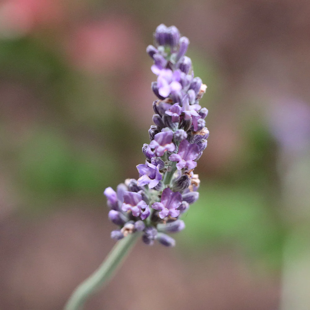 Sensational™ Lavender Plant - Image 2