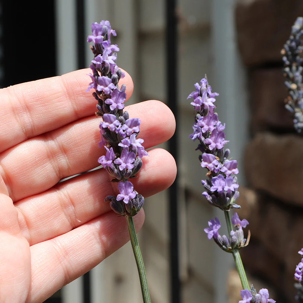 Sensational™ Lavender Plant - Image 3