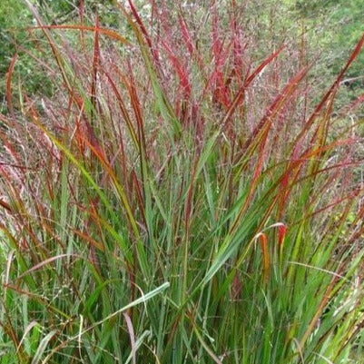Shenandoah Switch Grass - Image 2