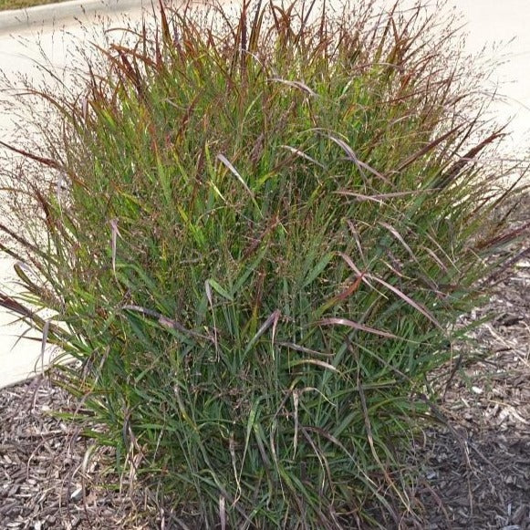 Shenandoah Switch Grass - Image 3