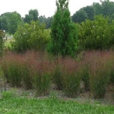 Shenandoah Switch Grass - Image 4