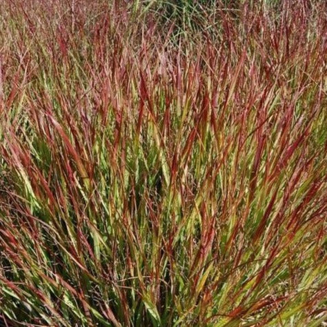 Shenandoah Switch Grass - Image 5
