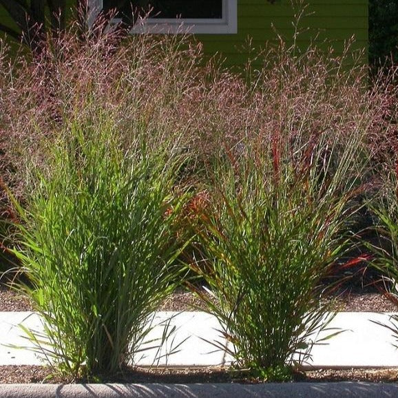 Shenandoah Switch Grass - Image 6