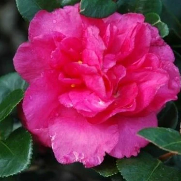 Shishi Gashira Camellia