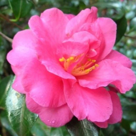 Shishi Gashira Camellia - Image 2
