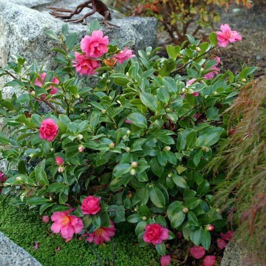 Shishi Gashira Camellia - Image 3
