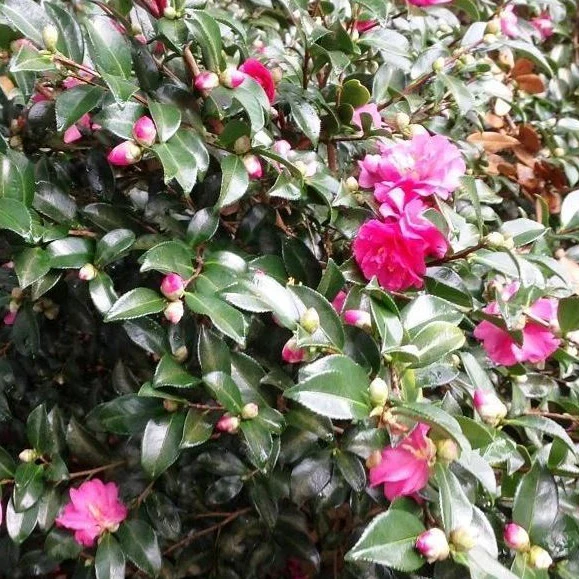 Shishi Gashira Camellia - Image 4