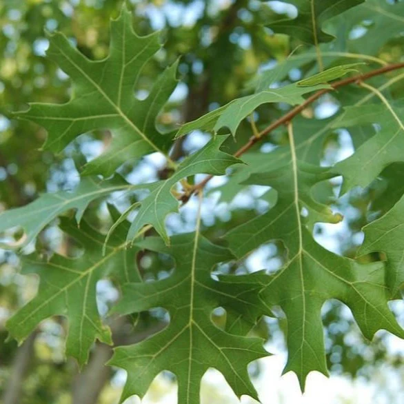 Shumard Oak - Image 3