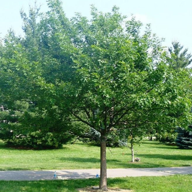 Shumard Oak - Image 4