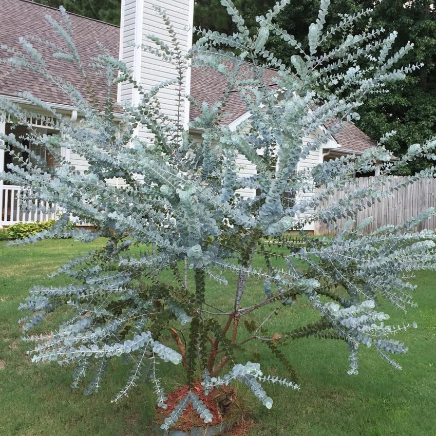 Trees For Sale