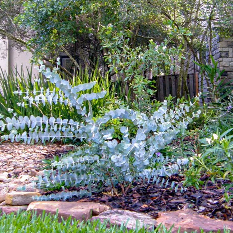 Silver Dollar Eucalyptus - Image 2