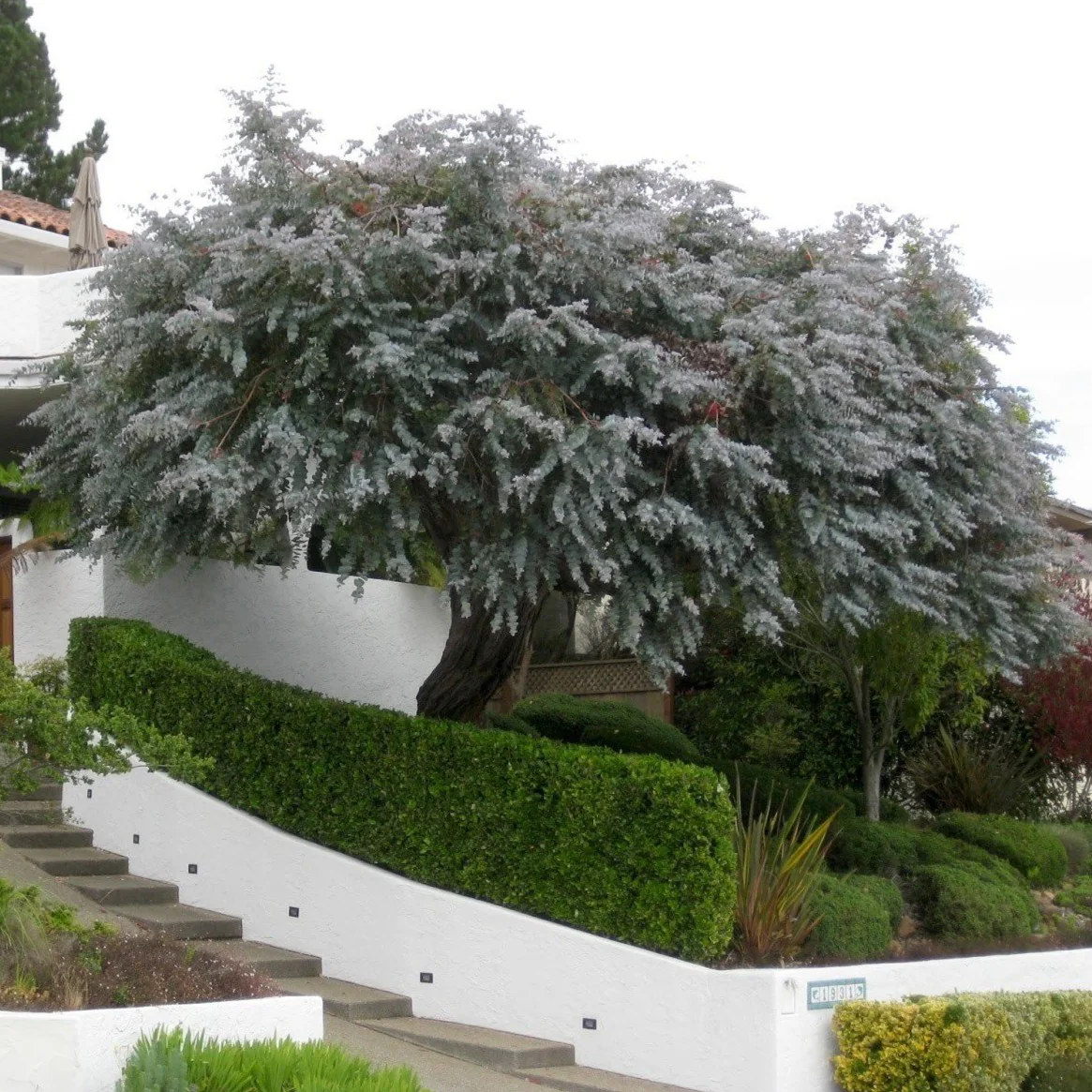 Silver Dollar Eucalyptus - Image 3