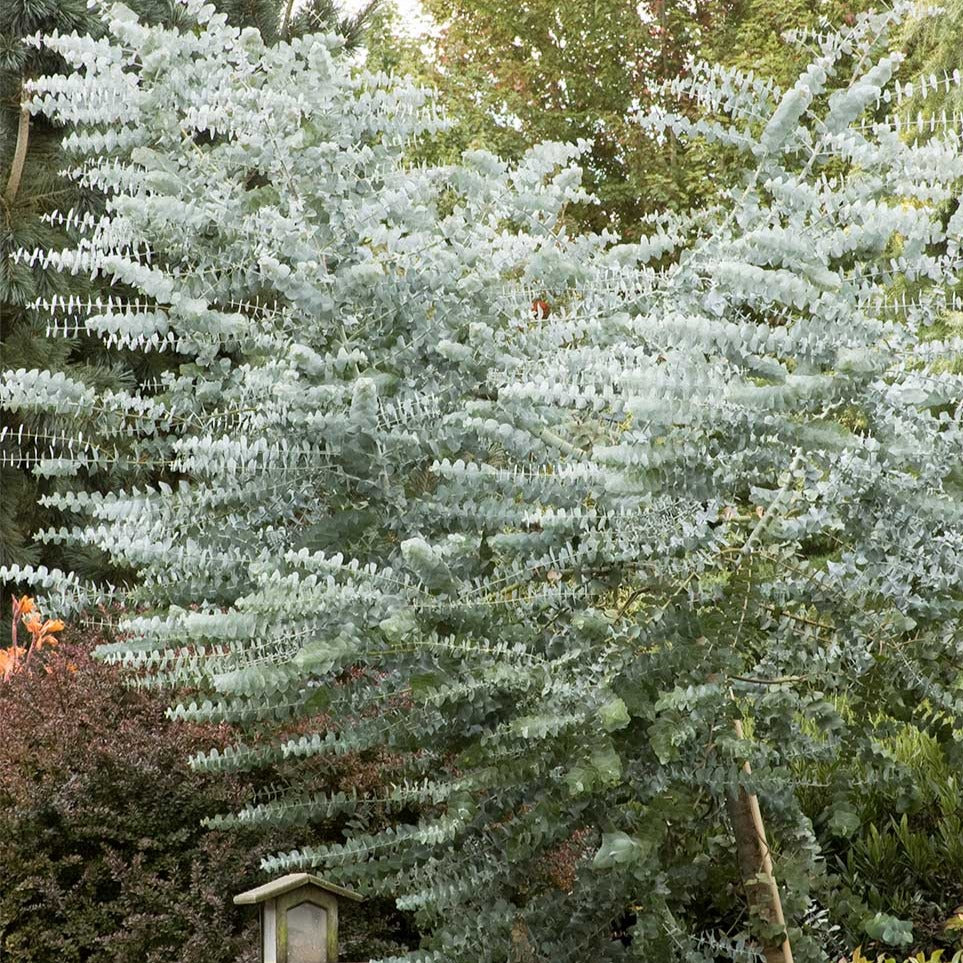 Silver Dollar Eucalyptus - Image 4