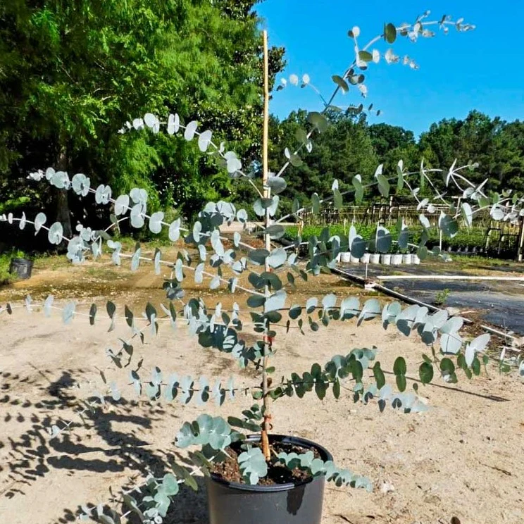 Silver Dollar Eucalyptus - Image 5